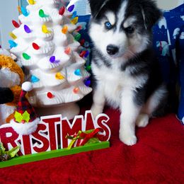 Siberian Husky Puppies from A&C Siberian Huskies