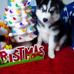 Siberian Husky Puppies from A&C Siberian Huskies
