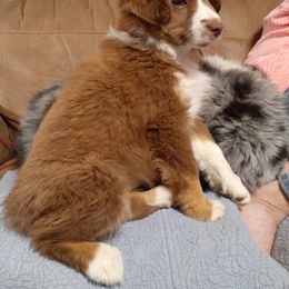 Australian Shepherd and Miniature Australian Shepherd Puppies from Renegade Point Stock Dogs