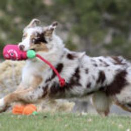 Truffle - Australian Shepherd