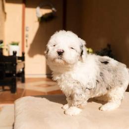 Aussiedoodle and Goldendoodle Puppies from Ever After Doodles Arizona