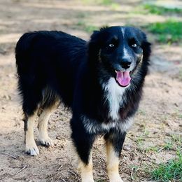 Winnie - Australian Shepherd