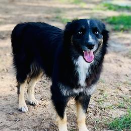 Winnie - Australian Shepherd