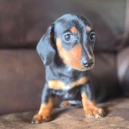 Stella - Black and tan female Dachshund puppy in Stillwater, Oklahoma from Shade Tree Dachshunds