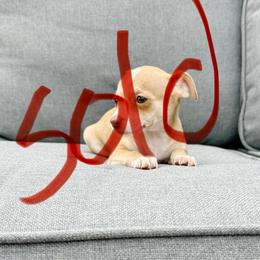 Lilly - Gold and white female Chihuahua puppy in Alvord, Texas from Gift of Gods Favor