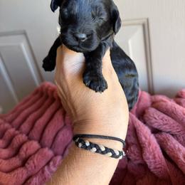 Boy 2 - Black and white male Cockapoo puppy in Danielsville, Georgia from Meg's Doodles and Poodles