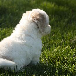 Australian Shepherd, Goldendoodle, and Poodle Puppies from 5AFarms