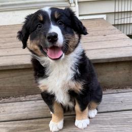 Tempo - Black tri-color male Australian Shepherd puppy in Tuftonboro, New Hampshire from Aussies Edge Farm