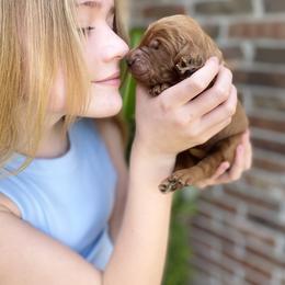 Goldendoodle Puppies from Bows & Ties Doodles