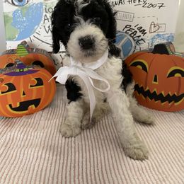 Goldendoodle Puppies from What’s Up Doodles