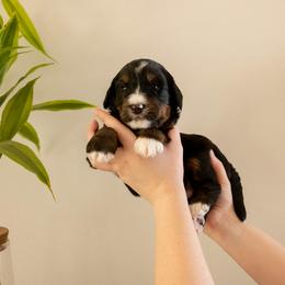 Mr Crowley - Tri-color male Bernedoodle puppy in New River, Arizona from Sonoran Standard Doodles