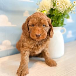 Rex - Caramel red male Australian Labradoodle puppy in Palmdale, California from Pixie Doodle Paws