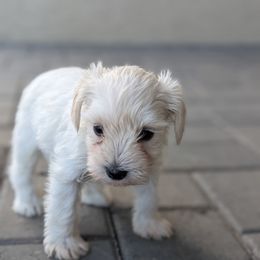Snowflake - White female Miniature Schnauzer puppy in Waddell, Arizona from West Valley Schnauzers & Dachshunds