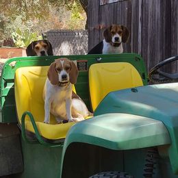 Beagles from S&R Ranch