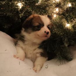 Randy - Sable male Pembroke Welsh Corgi puppy in St. Charles, Iowa from Kim Boyle's Pembroke Welsh Corgis