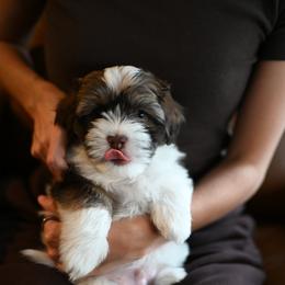 Havanese Puppies from Havana Suites Havanese
