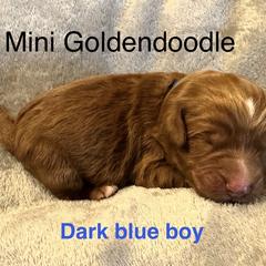 Dark blue boy - Red  male Goldendoodle puppy in Vian, Oklahoma from Dog Days Doodles