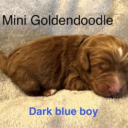 Dark blue boy - Red  male Goldendoodle puppy in Vian, Oklahoma from Dog Days Doodles