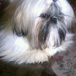 Shih Tzus from Su Dee's Shih tzus
