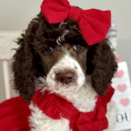 Purple - Parti female Poodle puppy in Twin Lake, Michigan from Paige's Poodles