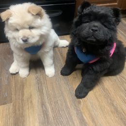 Chow Chow Puppies from Darling Chows