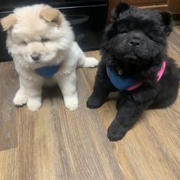 Chow Chow Puppies from Darling Chows