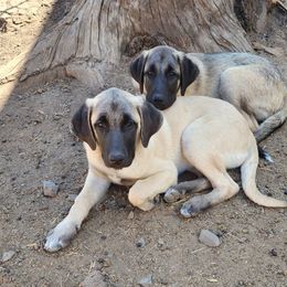 Pink Collar Girl - Fawn Anatolian Shepherd Dog puppy in Willamina, Oregon from Maple Creek Farm