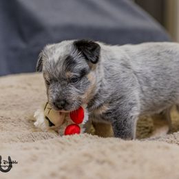 Australian Cattle Dog Puppies from Littletrouble Cattle Dogs