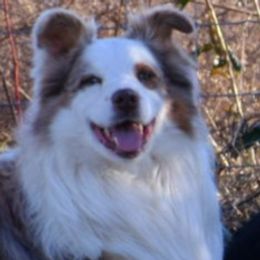 Happy - Australian Shepherd