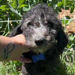 Boy 4 - Bernedoodle puppy in Sandy, Oregon from MC Doodles