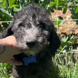 Boy 4 - Bernedoodle puppy in Sandy, Oregon from MC Doodles