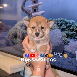 FIMI - Red female Shiba Inu puppy in Minnesota from BonsaiShibas