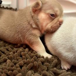 Peanut Butter - Liver male French Bulldog puppy in Boyne City, Michigan from Gichigami French Bulldogs