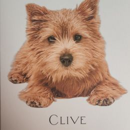 Norwich Terrier Puppies from Alegria Norwich Terriers