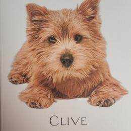 Norwich Terrier Puppies from Alegria Norwich Terriers