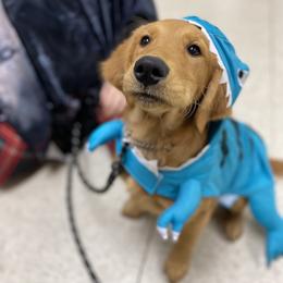 Golden Retriever Puppies from DeClercks Goldens