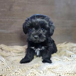 Ryder - Black and tan male Yorkshire Terrier puppy in Mountain Grove, Missouri from Precious Puppies