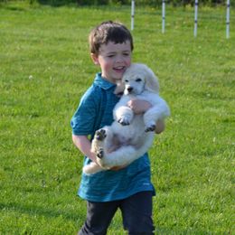 Poodle Puppies from D and D Standard Poodles