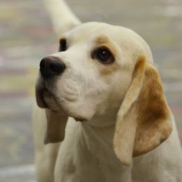 Beagles from HA-Penny Beagles
