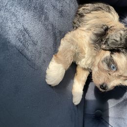 Aussiedoodle and Miniature Australian Shepherd Puppies from Biggie Ranch