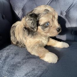 Aussiedoodle and Miniature Australian Shepherd Puppies from Biggie Ranch