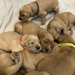 Golden Retriever Puppies from Copper Tail Golden Retrievers
