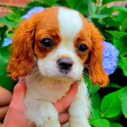 Angelina - Blenheim female Cavalier King Charles Spaniel puppy in Watsontown, Pennsylvania from Huntsman Cavaliers