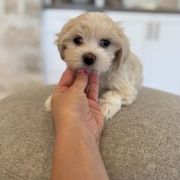 Bernedoodle, Cavapoo, Havanese, and Havapoo Puppies from Lady Paws Puppies - Cassie