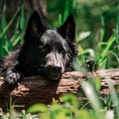 Belgian Sheepdogs from Druid House