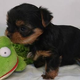 Yorkshire Terrier puppies from CLC SOUTHERN YORKIES