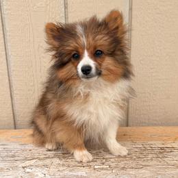 Bear - Orange sable male Pomeranian puppy in San Diego, California from SD Bullies