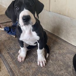 Great Danes from Thistlewood Danes