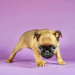 Orange collar girl - Red female Brussels Griffon puppy in Florida from Robin’s Griffons