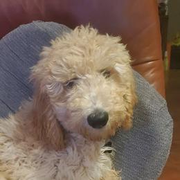 Goldendoodles from Marsh & Moss